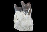 Hyracodon (Running Rhino) Jaw Section - South Dakota #90286-1